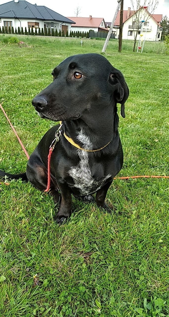 Czarny pies z białą plamą na piersi, siedzący na trawie z żółtą obrożą i czerwoną smyczą, w tle domy jednorodzinne.