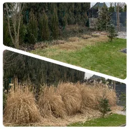 Porównanie stanu ogrodu przed i po: zaniedbany trawnik i wyschnięte trawy ozdobne (u góry) kontra uporządkowany trawnik i przycięte trawy (u dołu), na tle zielonego żywopłotu.