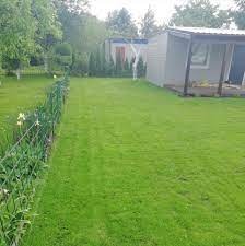 Świeżo skoszony trawnik z widoczną metalową siatką ogrodzeniową, w tle szopa na narzędzia i drzewa.