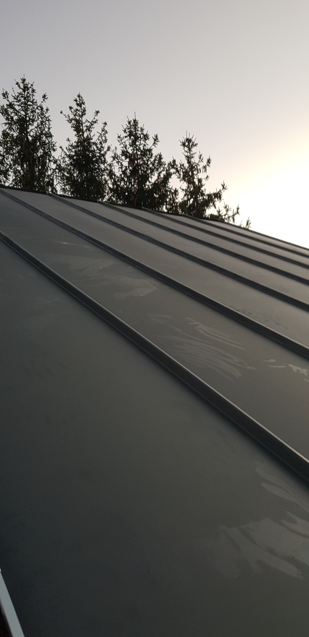 Szary dach z blachy na rąbek stojący widziany pod kątem, z sylwetkami drzew iglastych na horyzoncie i jasnym, pochmurnym niebem w tle.