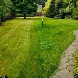 Częściowo skoszone trawnik z widocznymi śladami po kosiarce, obok kamiennej ścieżki i kępy niezadbanej trawy z chwastami, w tle drzewa i budynek.