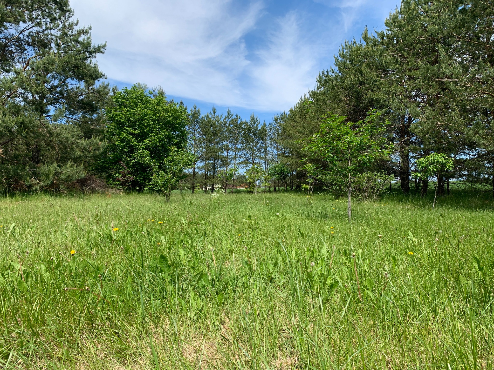 Rozległa łąka z wysoką, zieloną trawą i żółtymi mleczami, otoczona drzewami iglastymi i liściastymi pod błękitnym niebem z lekkimi obłokami.