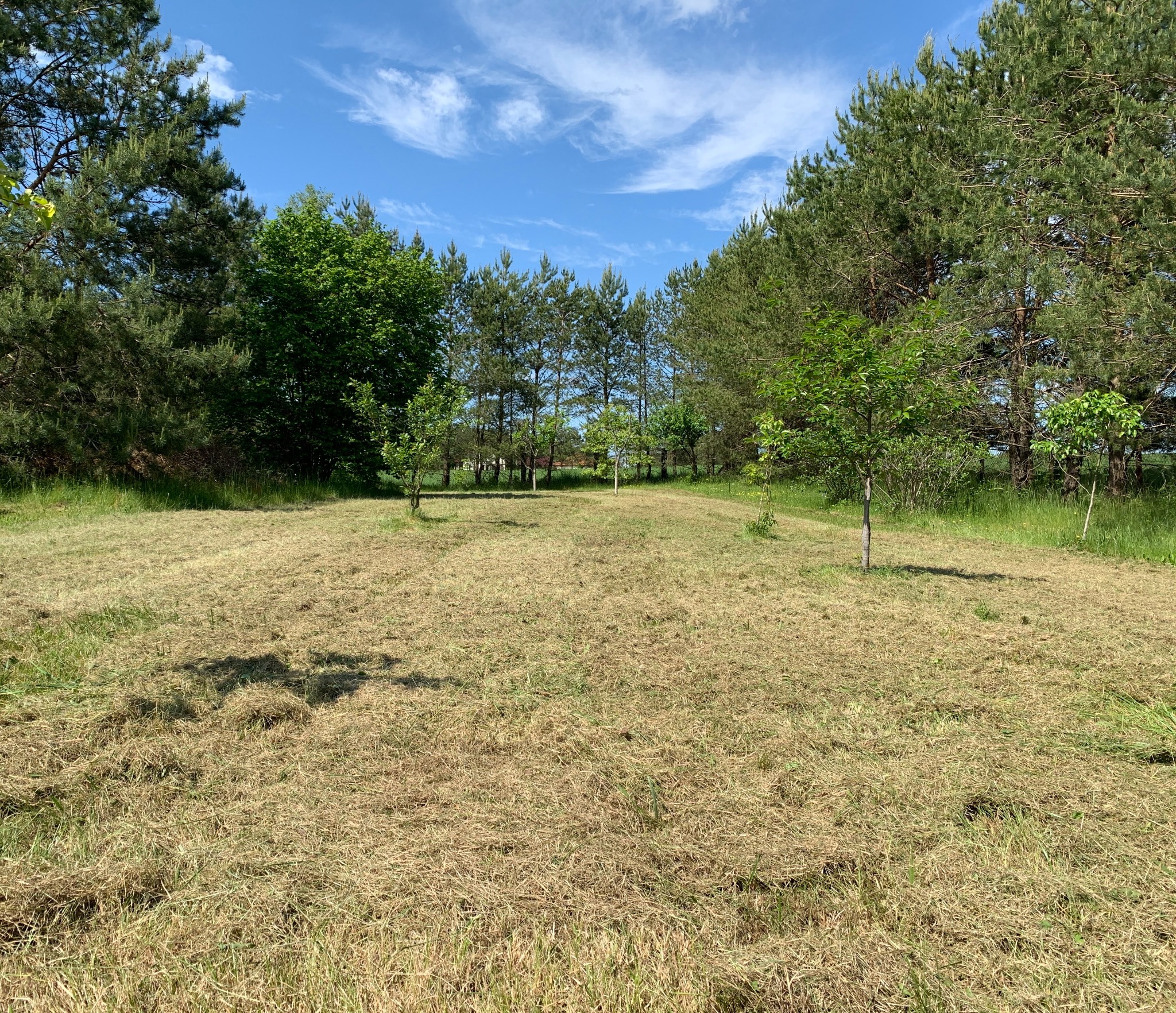 Świeżo skoszone pole z młodymi drzewkami, otoczone lasem iglastym pod błękitnym niebem z lekkimi chmurami.