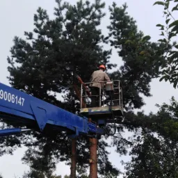Pracownik w pomarańczowym kasku, na podnośniku koszowym, przycina gałęzie wysokiej sosny, z widocznymi świeżymi śladami cięcia.
