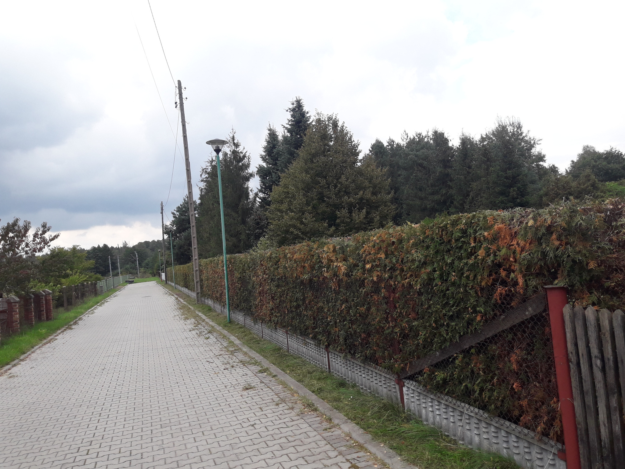 Długa aleja wyłożona kostką brukową, po prawej stronie wysoki, gęsty żywopłot na betonowej podmurówce z elementami drewnianego ogrodzenia, po lewej stronie murki z czerwonej cegły i trawa.