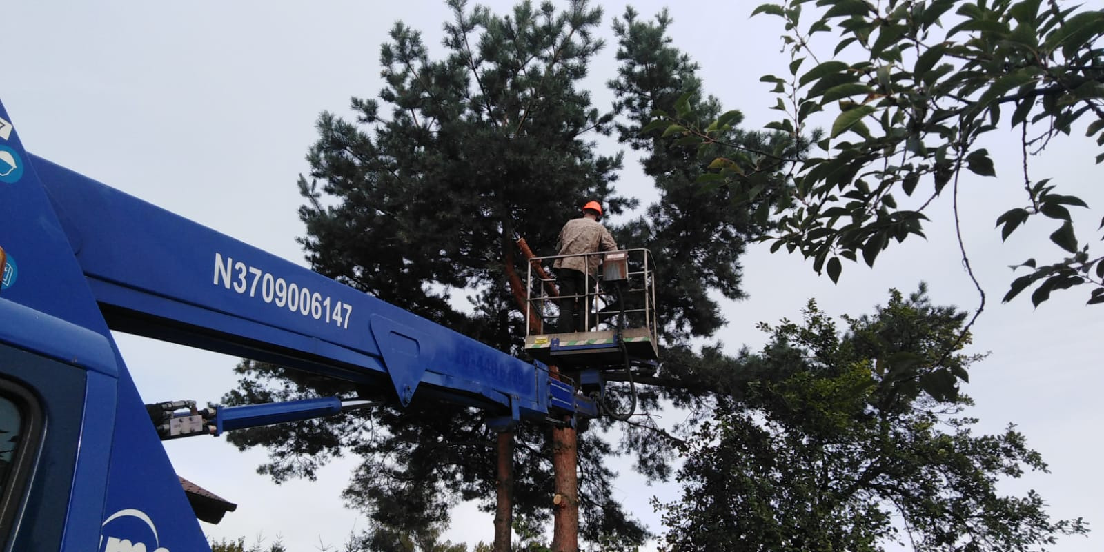 Pracownik w pomarańczowym kasku, na podnośniku koszowym, przycina gałęzie wysokiej sosny, z widocznymi świeżymi śladami cięcia.