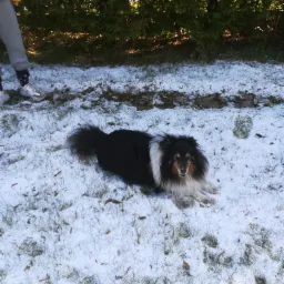 Shetland Sheepdog leży na trawie pokrytej śniegiem, w tle zielony żywopłot i fragment sylwetki osoby w kurtce.