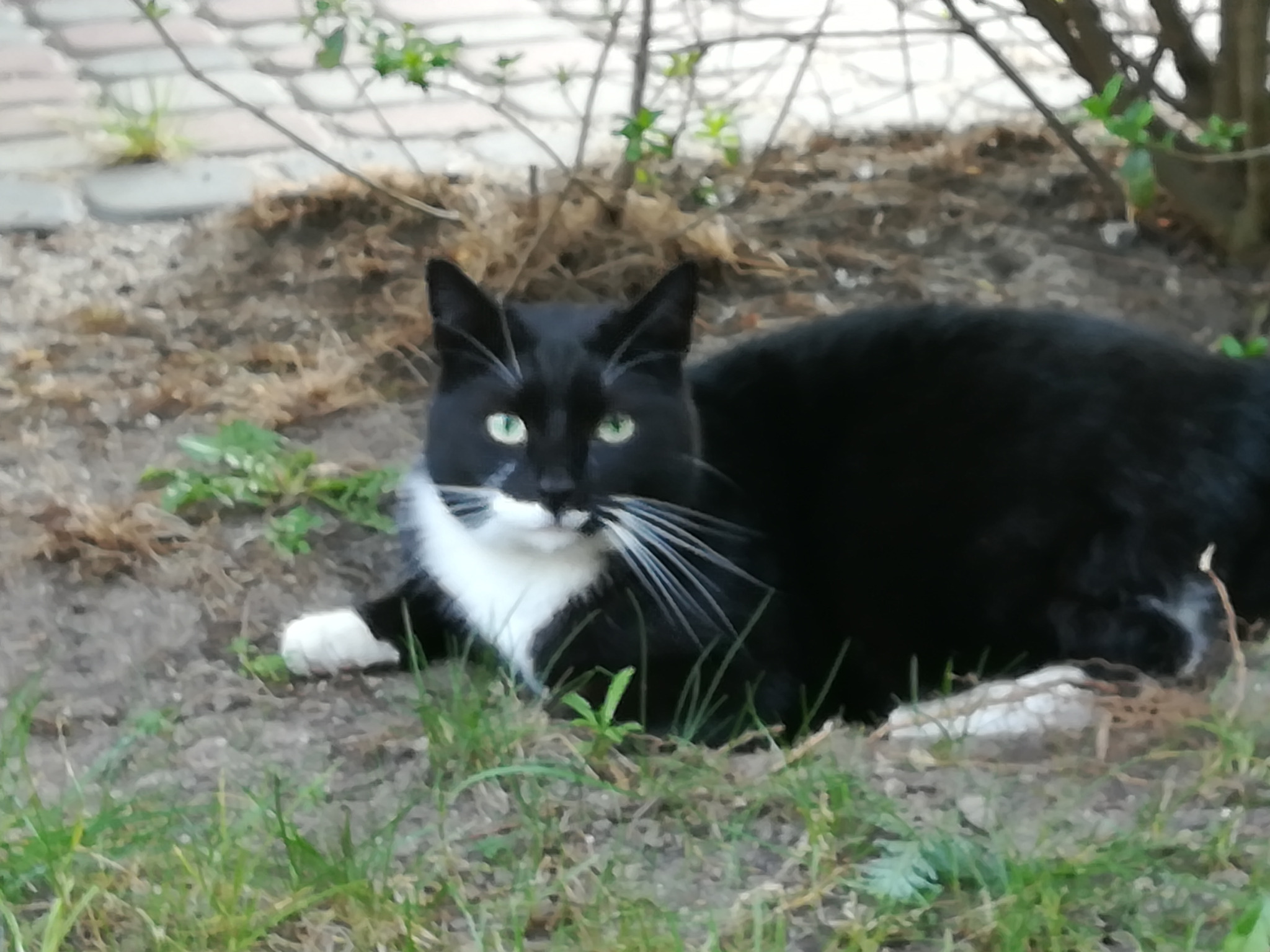 Czarno-biały kot leży na ziemi w ogrodzie, z widocznymi źdźbłami trawy i gałęziami w tle.