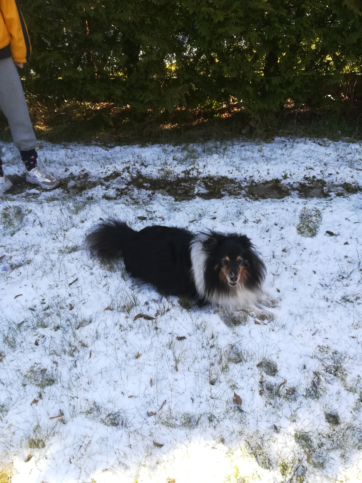 Shetland Sheepdog leży na trawie pokrytej śniegiem, w tle zielony żywopłot i fragment sylwetki osoby w kurtce.