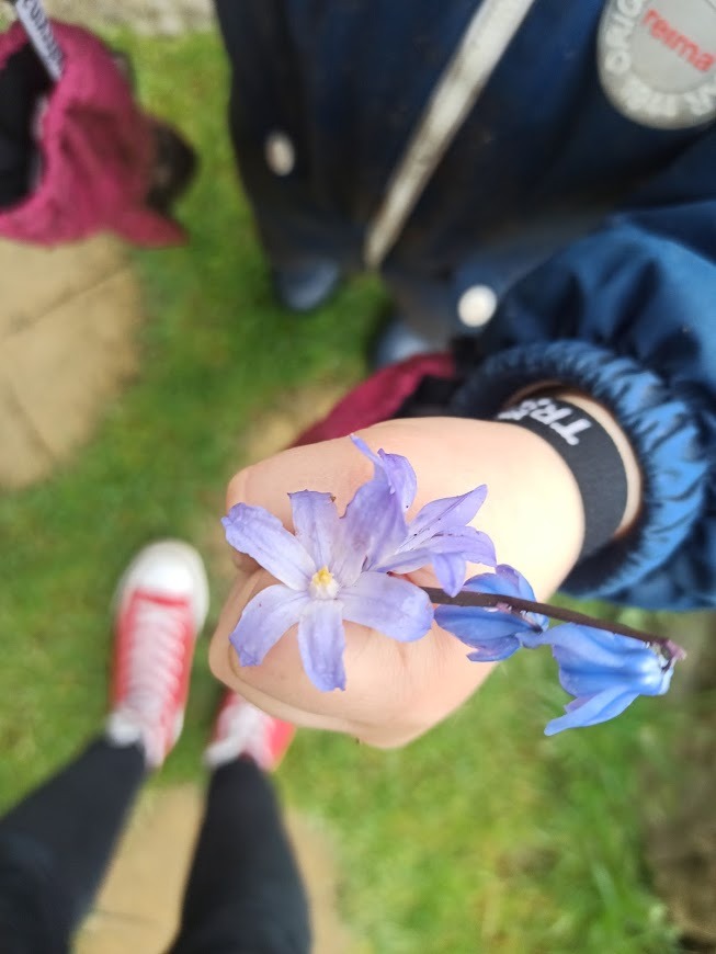 Dziecięca dłoń trzymająca bukiet wiosennych, fioletowych kwiatów na tle zielonej trawy i czerwonych tenisówek.