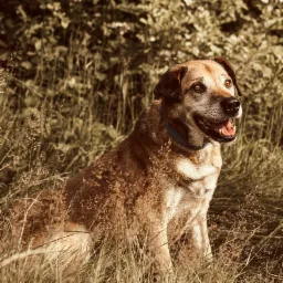 Izydor - pies do adopcji pod opieką OTOZ Bielsko