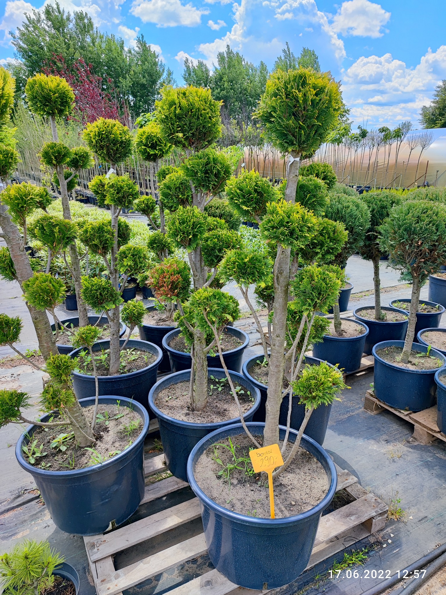 Szkółka drzewek ozdobnych: formowane tuje w donicach na paletach, z widoczną ceną na żółtej etykiecie, w tle inne drzewa i błękitne niebo.
