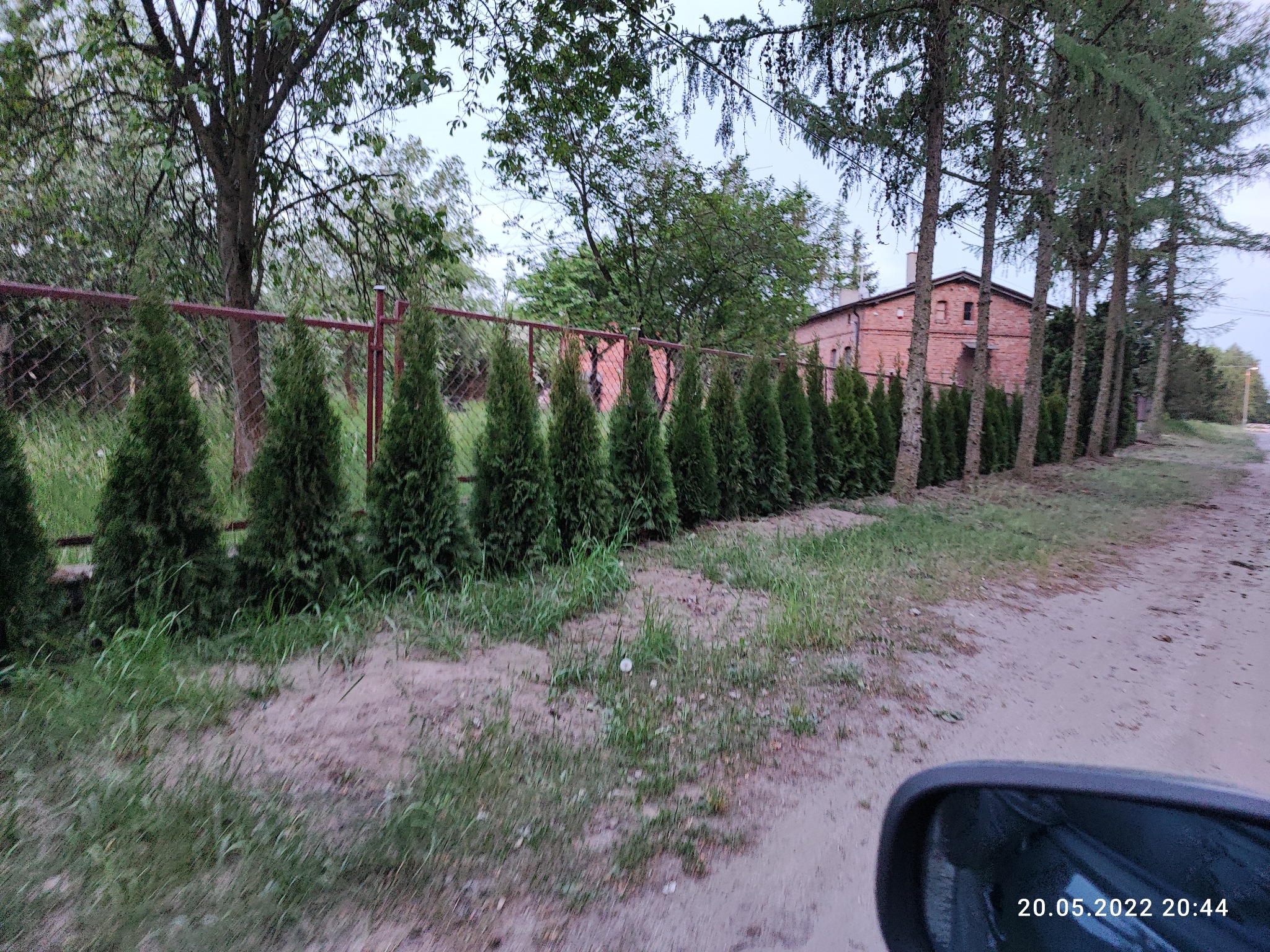 Równy szpaler młodych, zielonych tuj posadzonych wzdłuż metalowej siatki ogrodzeniowej, z budynkiem z czerwonej cegły w tle