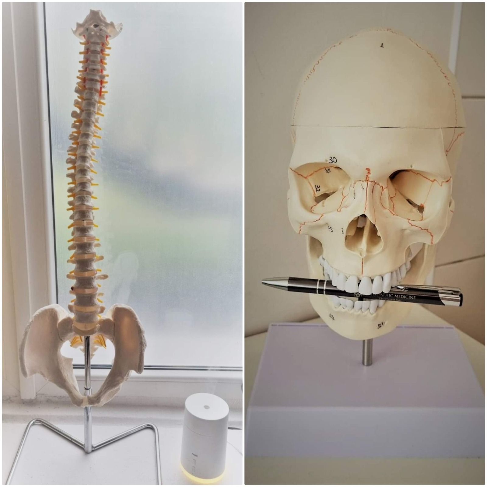 Model kręgosłupa z miednicą na metalowym stojaku obok okna i model czaszki z długopisem w zębach na białym postumencie.