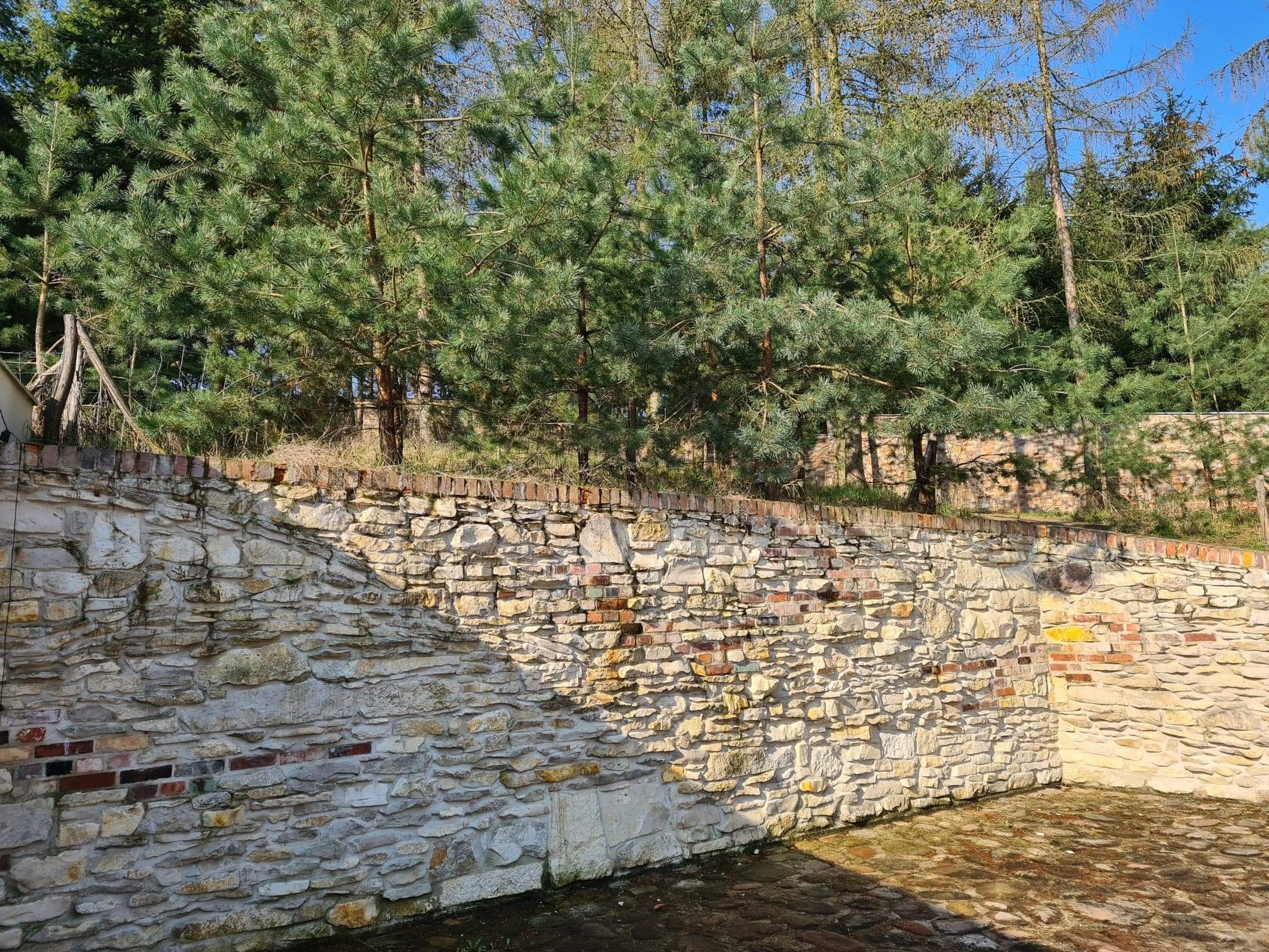 Kamienny mur oporowy z elementami cegły, oświetlony popołudniowym słońcem, z widocznymi drzewami iglastymi w tle. Fragment muru pokryty wilgocią.