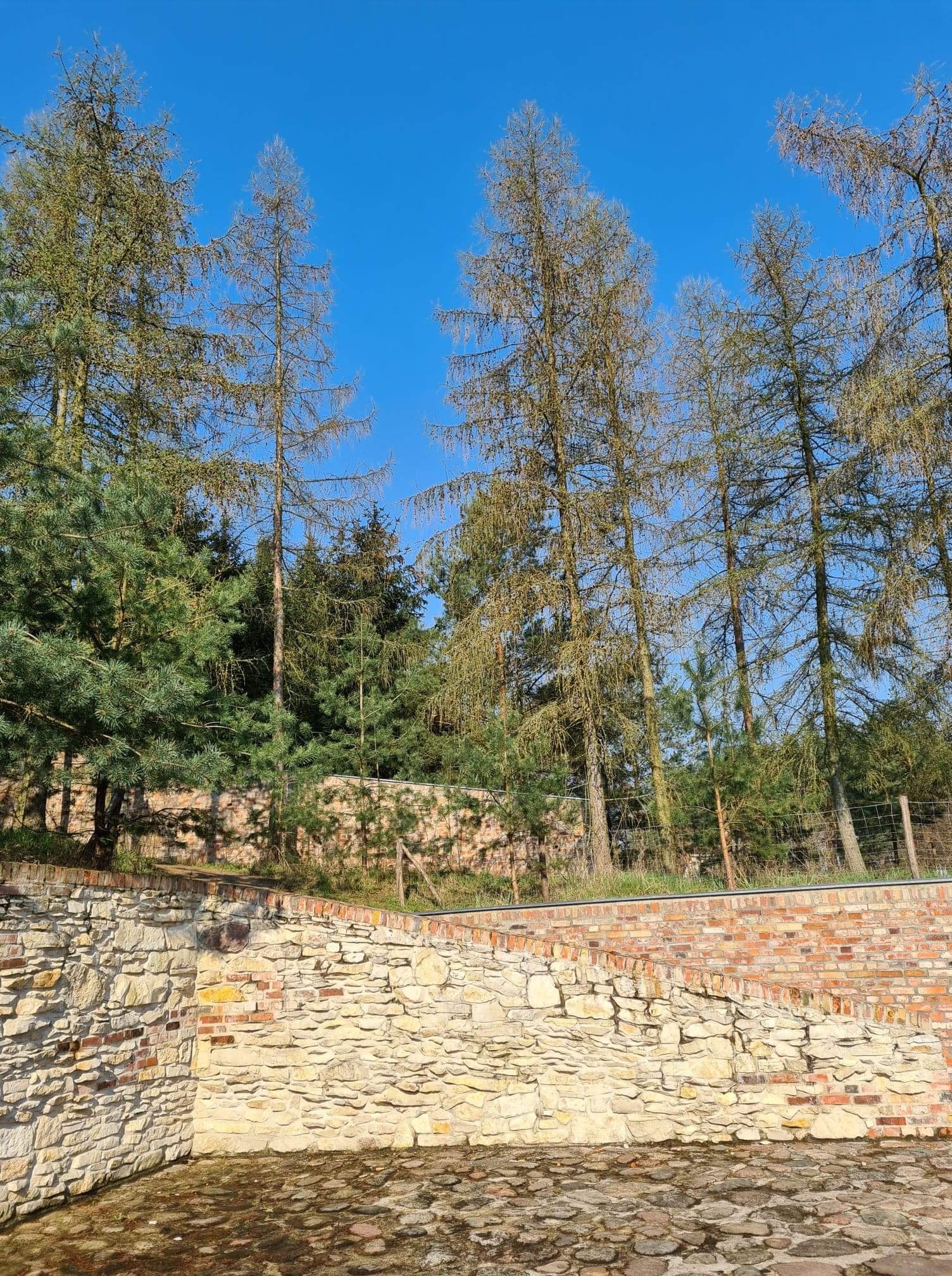 Mieszana konstrukcja oporowa z kamienia i cegły na tle drzew iglastych i nieba, widoczny fragment metalowego ogrodzenia.