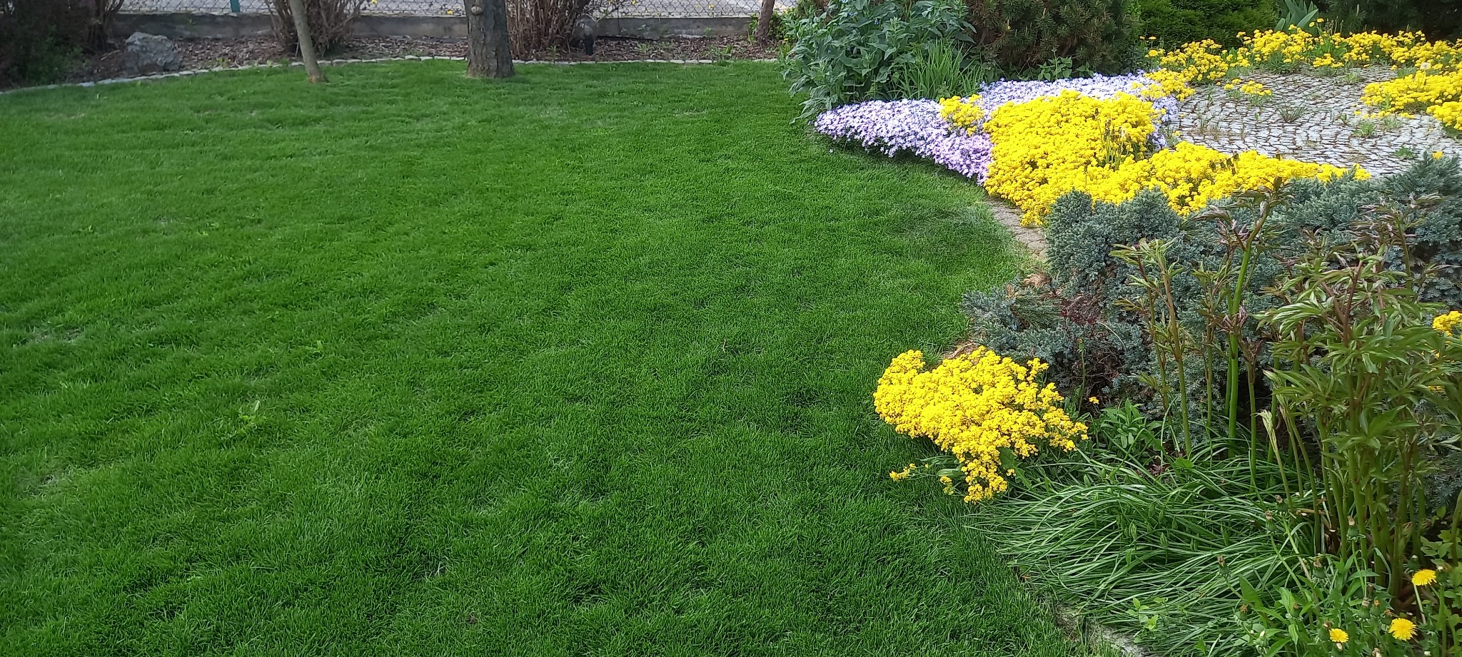 Świeżo skoszony trawnik o intensywnej zieleni, graniczący z rabatą kwiatową z żółtych i fioletowych kwiatów oraz niskich krzewów iglastych. W tle widoczny fragment ścieżki z kamienia i drzewo.
