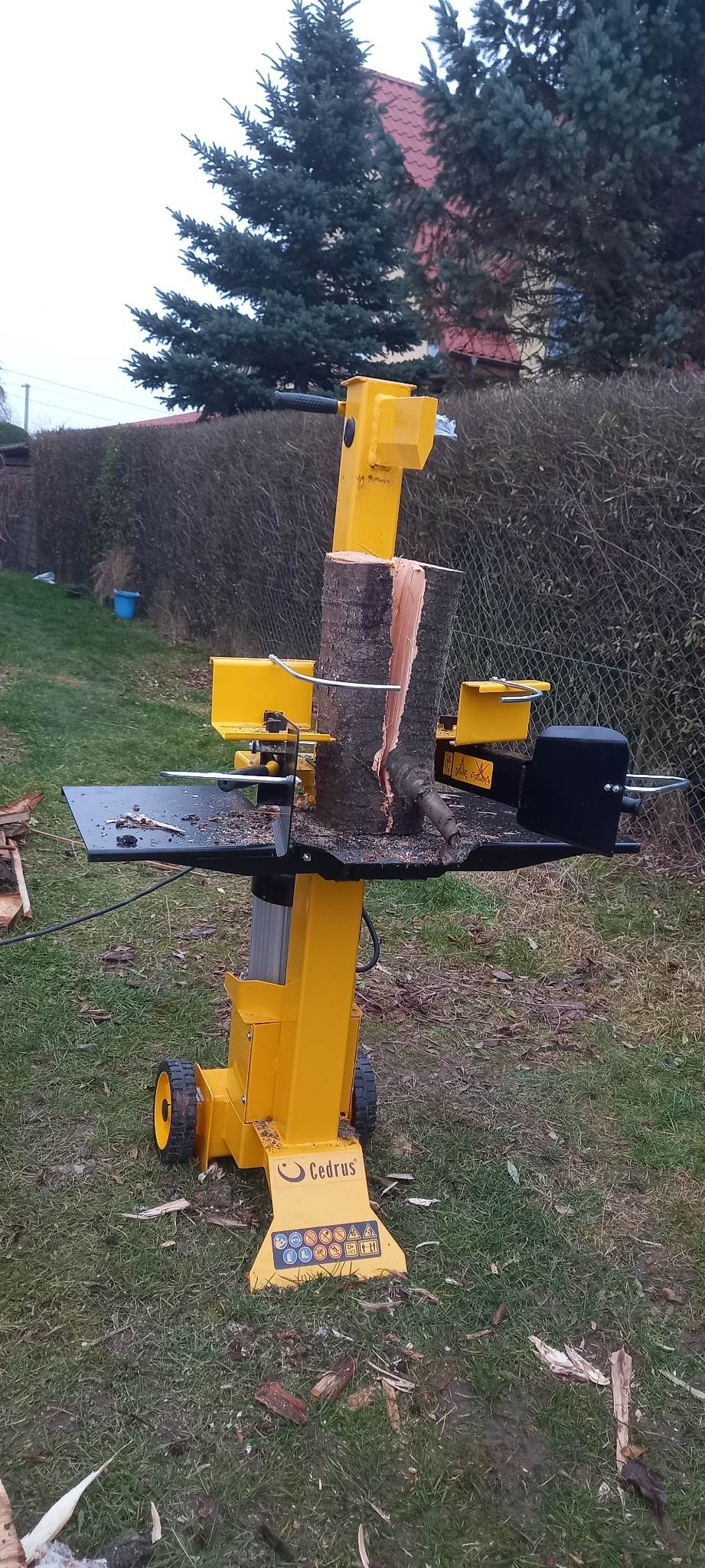 Żółta łuparka do drewna Cedrus z rozłupanym pniem na trawniku, widoczne drzewa iglaste i dom w tle.