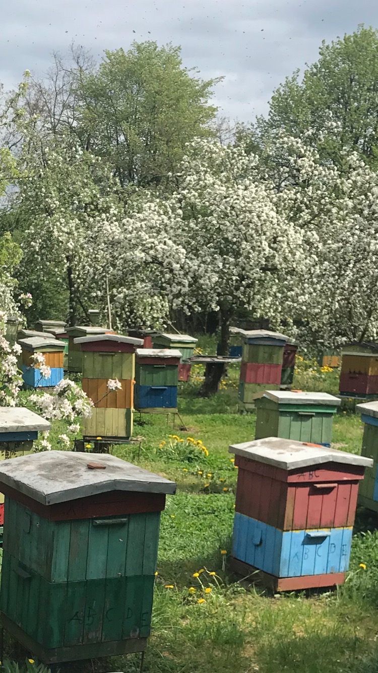 Kolorowe ule na łące z kwitnącymi drzewami w tle, widoczne roje pszczół na niebie.