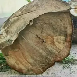 Duży, świeżo ścięty kawałek pnia drzewa o wymiarach 280x90x80 cm, z widocznymi słojami i korą, leżący na ziemi.