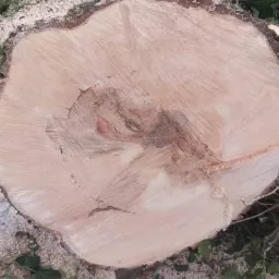 Świeżo ścięty pień drzewa z widocznymi słojami, otoczony gałęziami i wiórami.