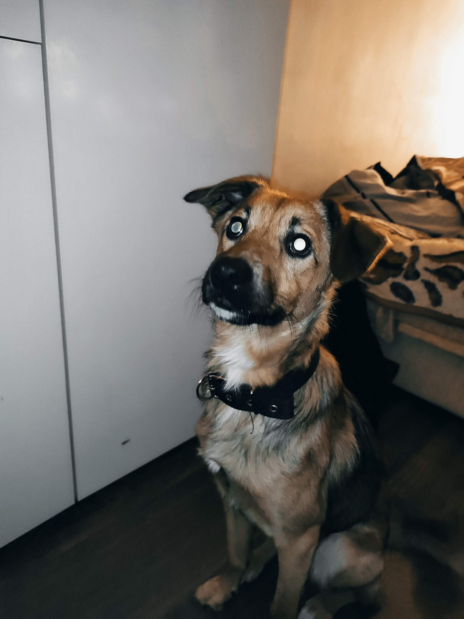 Siedzący pies rasy mieszanej z czarną obrożą, spoglądający w górę w słabo oświetlonym wnętrzu z widoczną szafą i pościelonym łóżkiem w tle.