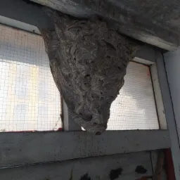 Duże gniazdo os zawieszone przy oknie z siatką, widoczne liczne otwory wejściowe.