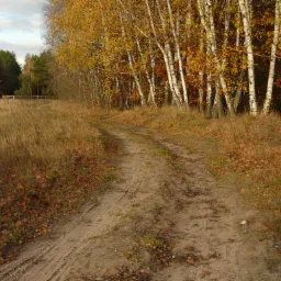 Polna droga z widocznymi śladami opon, biegnąca przez jesienny krajobraz z brzózkami o żółtych liściach i zielonym lasem w tle.