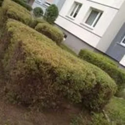 Równomiernie przycięty żywopłot wzdłuż chodnika przed blokiem mieszkalnym, część roślin usycha, widoczne nierówności terenu.