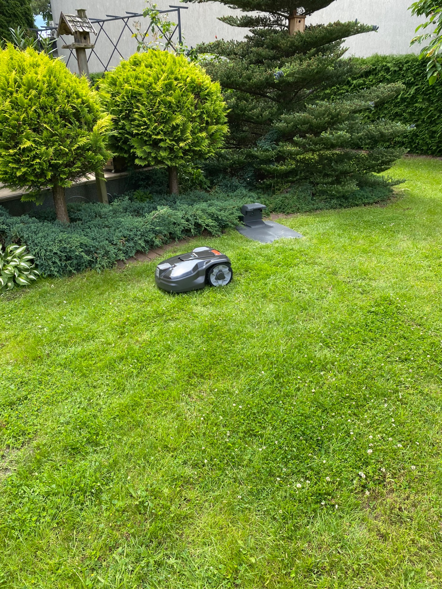 Automatyczna kosiarka na trawniku, w tle krzewy i drzewa iglaste, widoczna stacja dokująca.