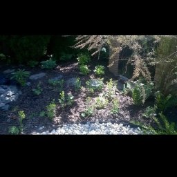 Visual Garden - Rabata z nowo posadzonymi roślinami, wyściółkowana korą i obłożona białymi kamieniami, widok z bliska.