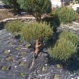 Visual Garden - Formowane drzewa iglaste na czarnej macie szkółkarskiej z widocznymi przewodami oświetleniowymi i kamiennym obrzeżem rabaty