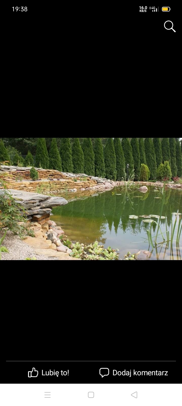 Oczko wodne z kamiennym brzegiem i roślinnością wodną, w tle rząd wysokich, zielonych tuj.