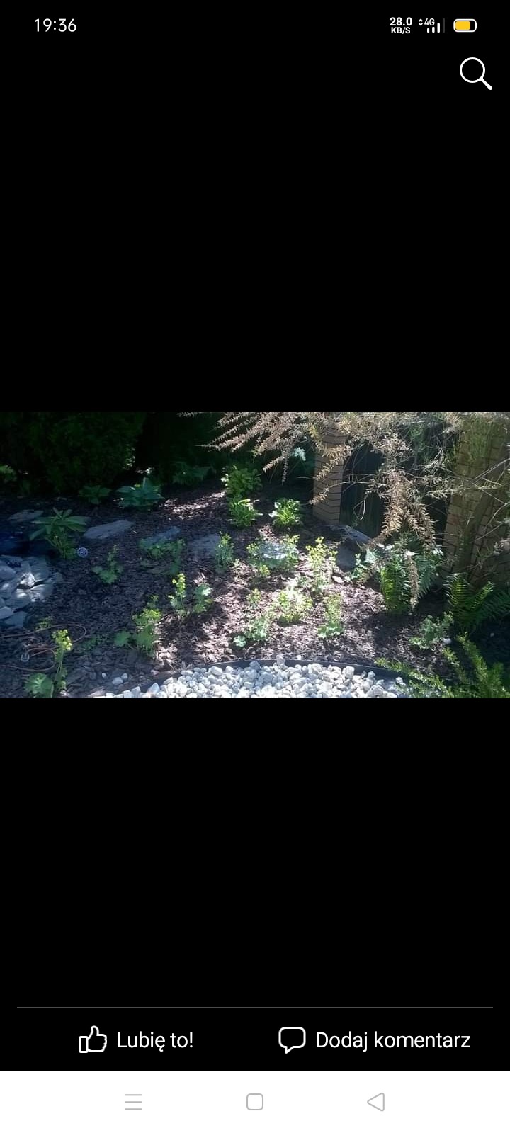 Rabata z nowo posadzonymi roślinami, wyściółkowana korą i obłożona białymi kamieniami, widok z bliska.