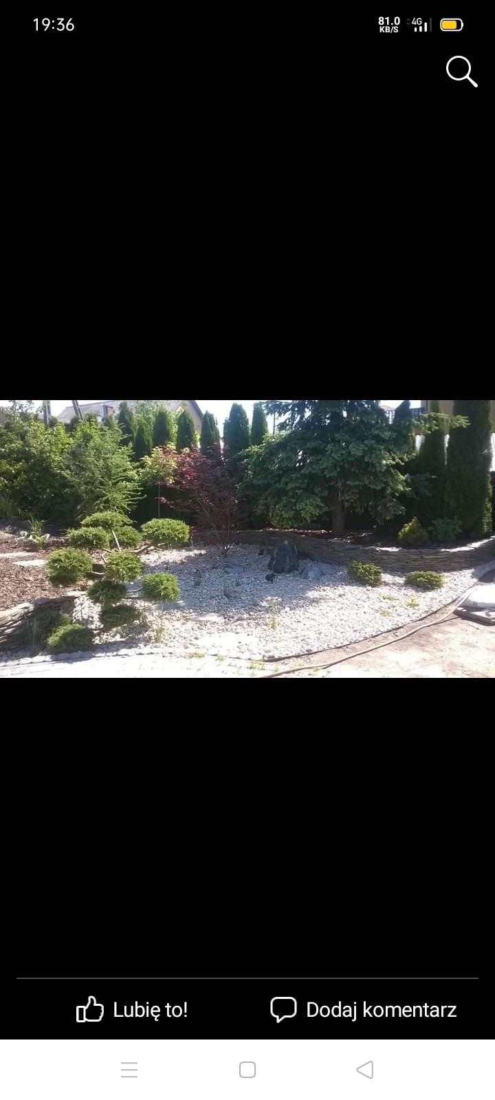 Ogród z nasadzeniami drzew i krzewów iglastych, rabata wysypana białym kamieniem, widoczne kamienne obrzeża.