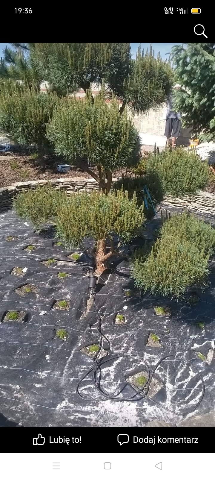 Formowane drzewa iglaste na czarnej macie szkółkarskiej z widocznymi przewodami oświetleniowymi i kamiennym obrzeżem rabaty