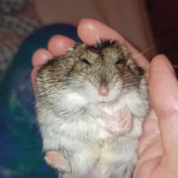 Śpiący chomik dżungarski, zwinięty w dłoni, z łapkami skrzyżowanymi na brzuszku.