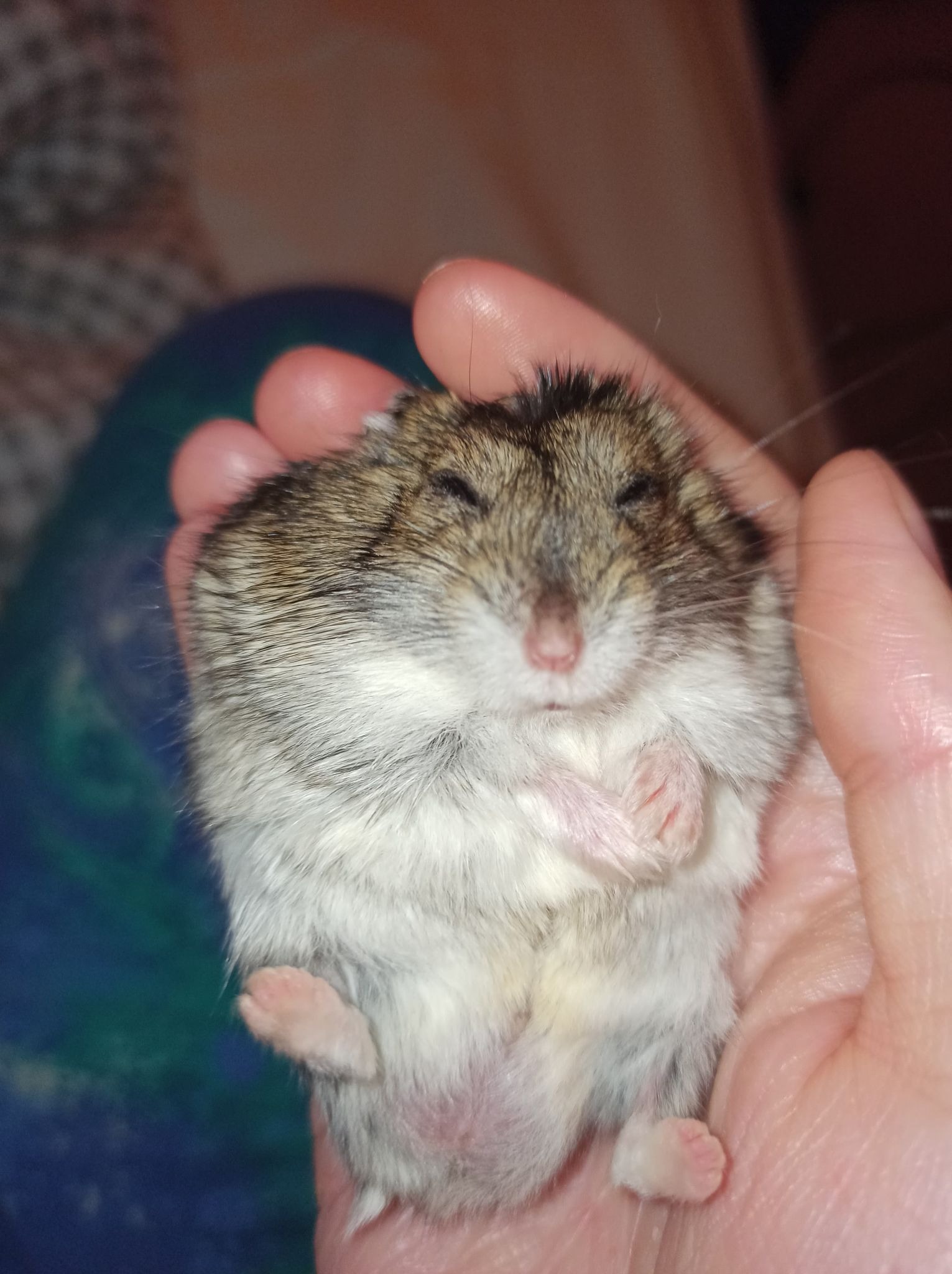 Śpiący chomik dżungarski, zwinięty w dłoni, z łapkami skrzyżowanymi na brzuszku.