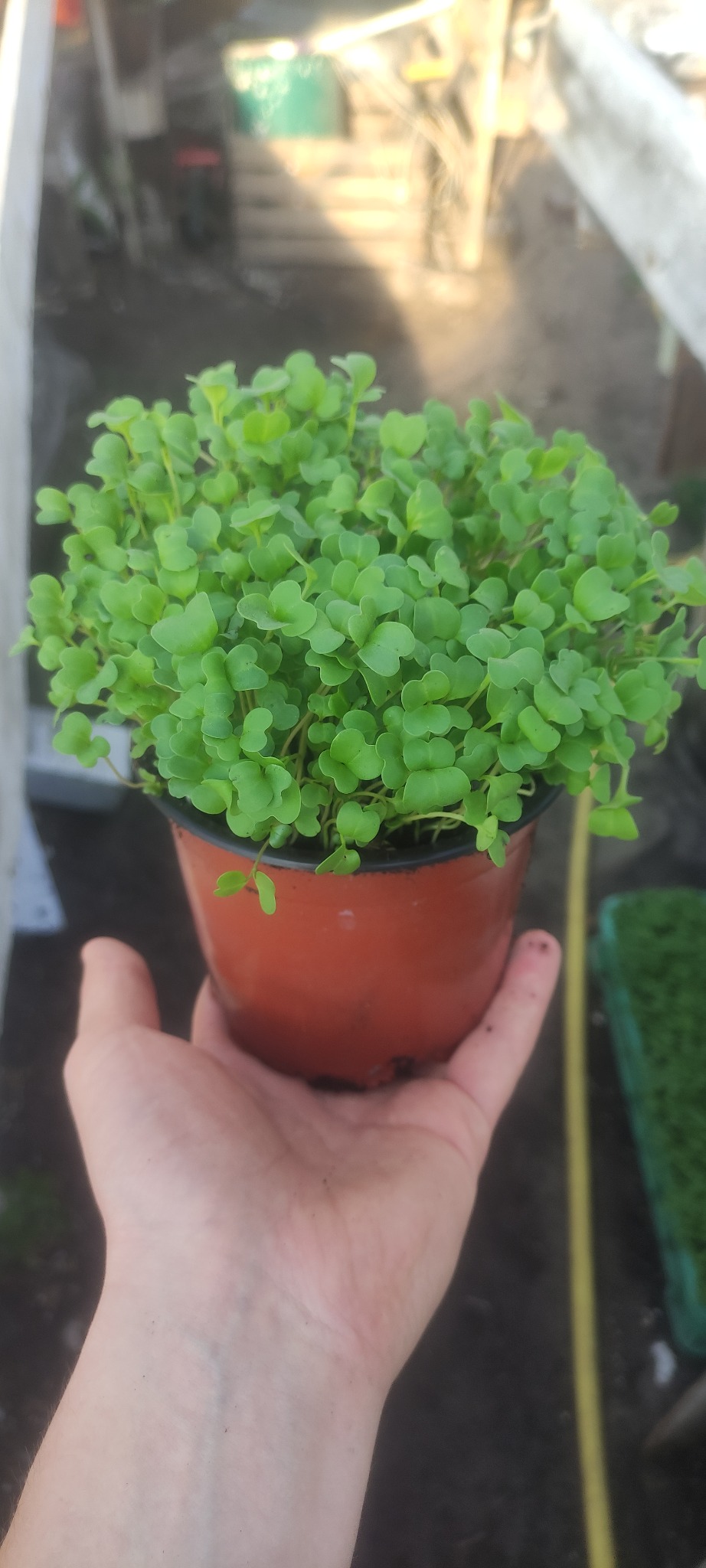 Dłoń trzymająca doniczkę z gęstymi, młodymi sadzonkami z drobnymi, okrągłymi liśćmi, widoczne w tle inne sadzonki i elementy szklarni.