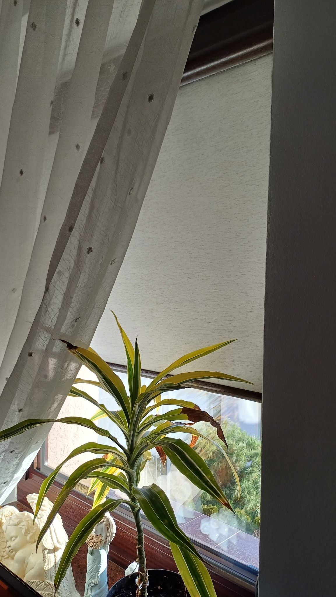 Jasna roleta wewnętrzna zamontowana w oknie, widoczna za firanką i rośliną doniczkową, z fragmentem ramy okiennej i ściany po prawej stronie.