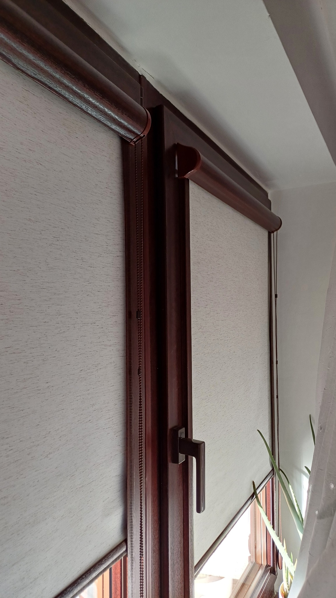 Jasne rolety wewnętrzne zamontowane w oknie o ciemnobrązowej ramie. Widoczny mechanizm łańcuszkowy i uchwyt okna. W tle firanka i roślina doniczkowa.