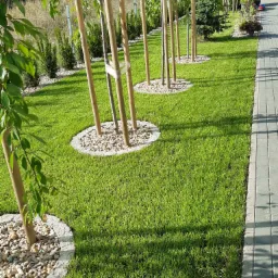 Rząd młodych drzewek podpartych drewnianymi palikami, otoczonych kamieniami i obrzeżami z kostki, posadzonych na świeżo skoszonej trawie, obok chodnika z szarej kostki brukowej.