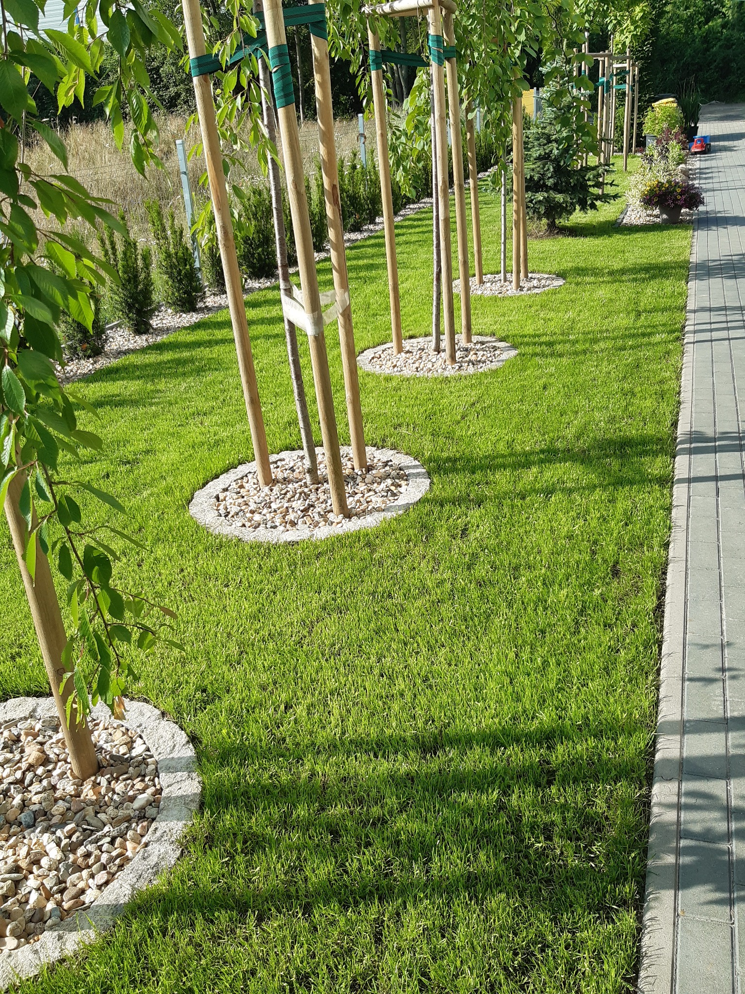 Rząd młodych drzewek podpartych drewnianymi palikami, otoczonych kamieniami i obrzeżami z kostki, posadzonych na świeżo skoszonej trawie, obok chodnika z szarej kostki brukowej.