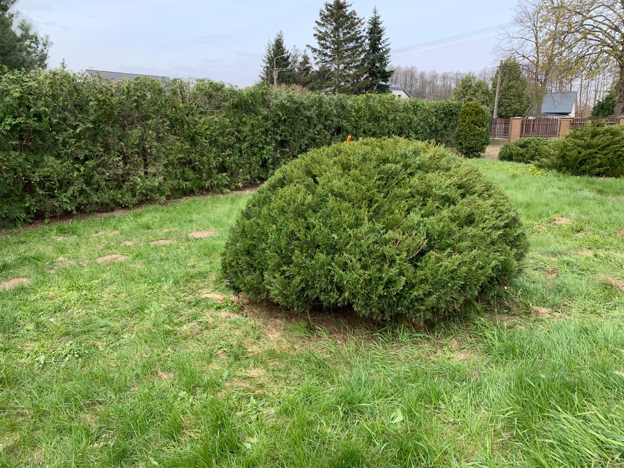 Cięcie coroczne i dekoracyjne