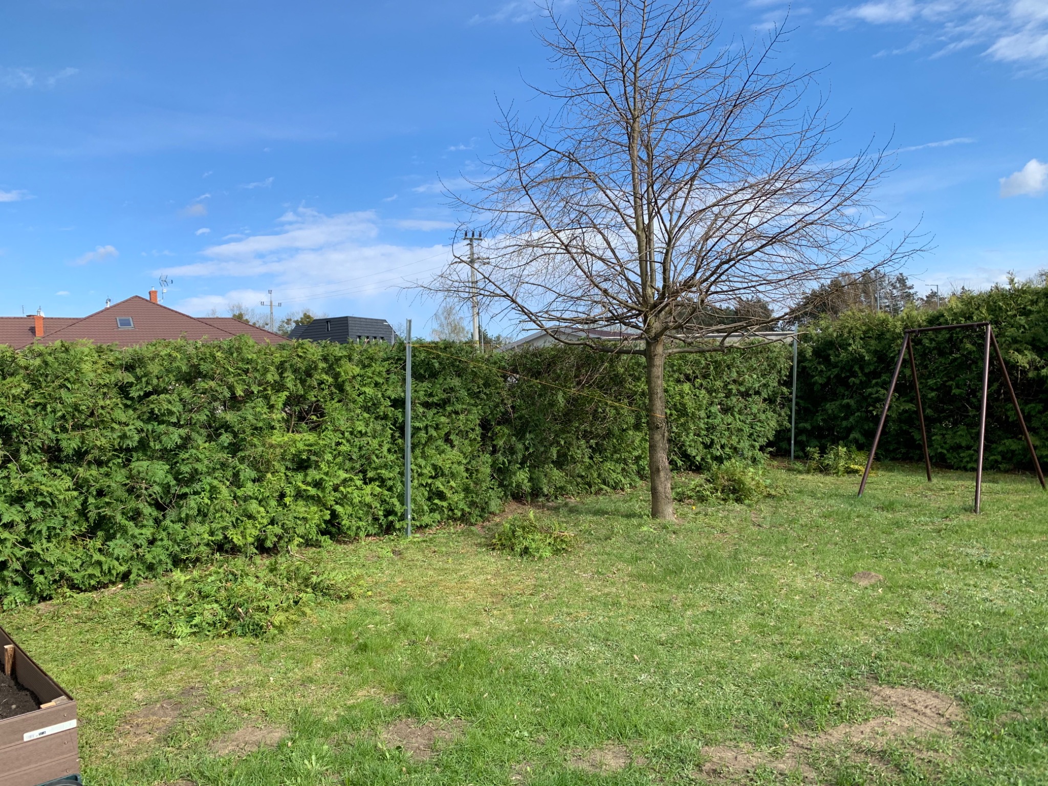 Przycięcie starego żywopłotu