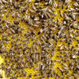 Rój pszczół na ramce z żółtymi komórkami plastra miodu, widoczne detale budowy ula.