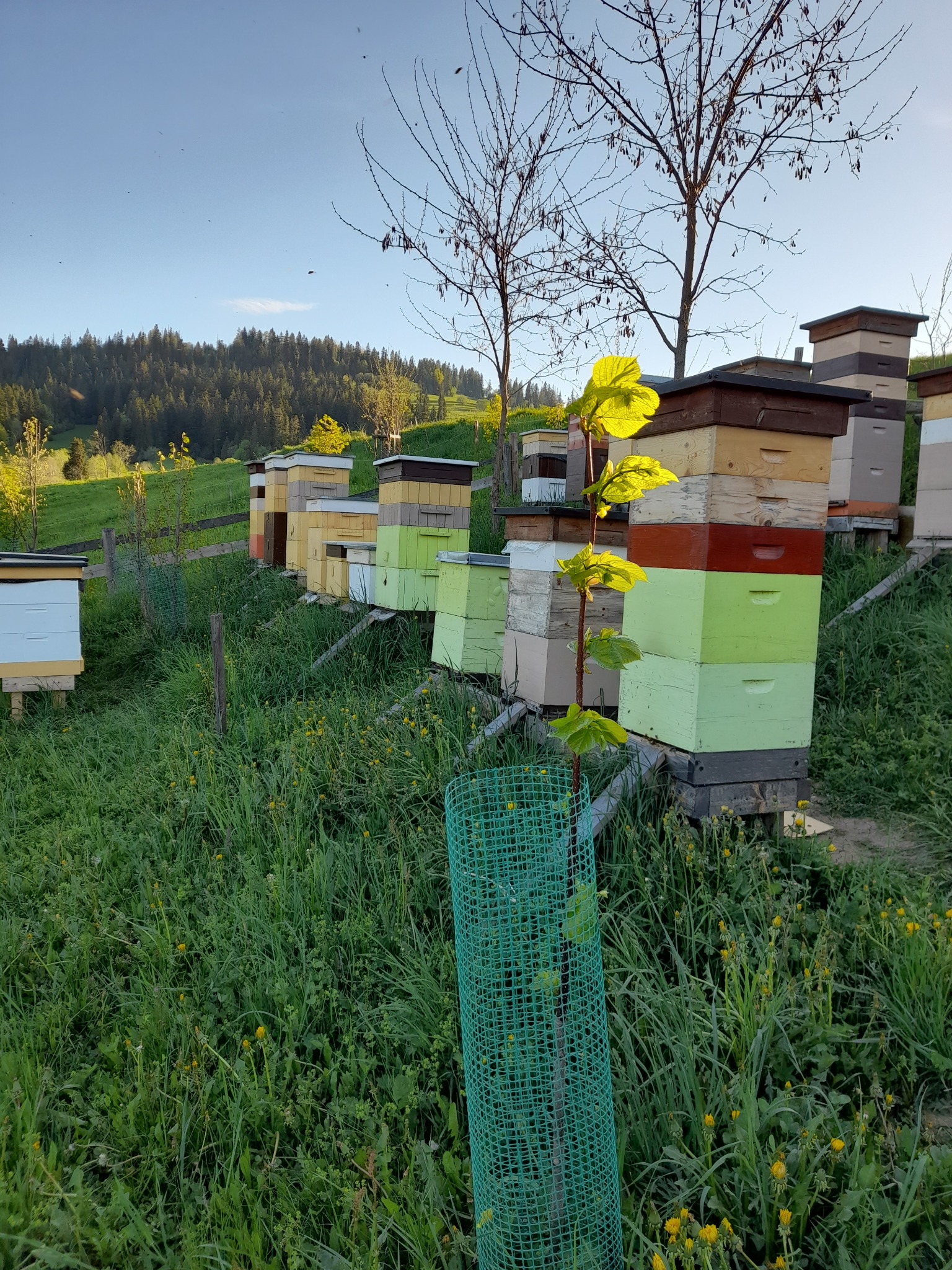 Rząd kolorowych uli w zielonym ogrodzie z młodym drzewkiem zabezpieczonym siatką, w tle las i błękitne niebo.