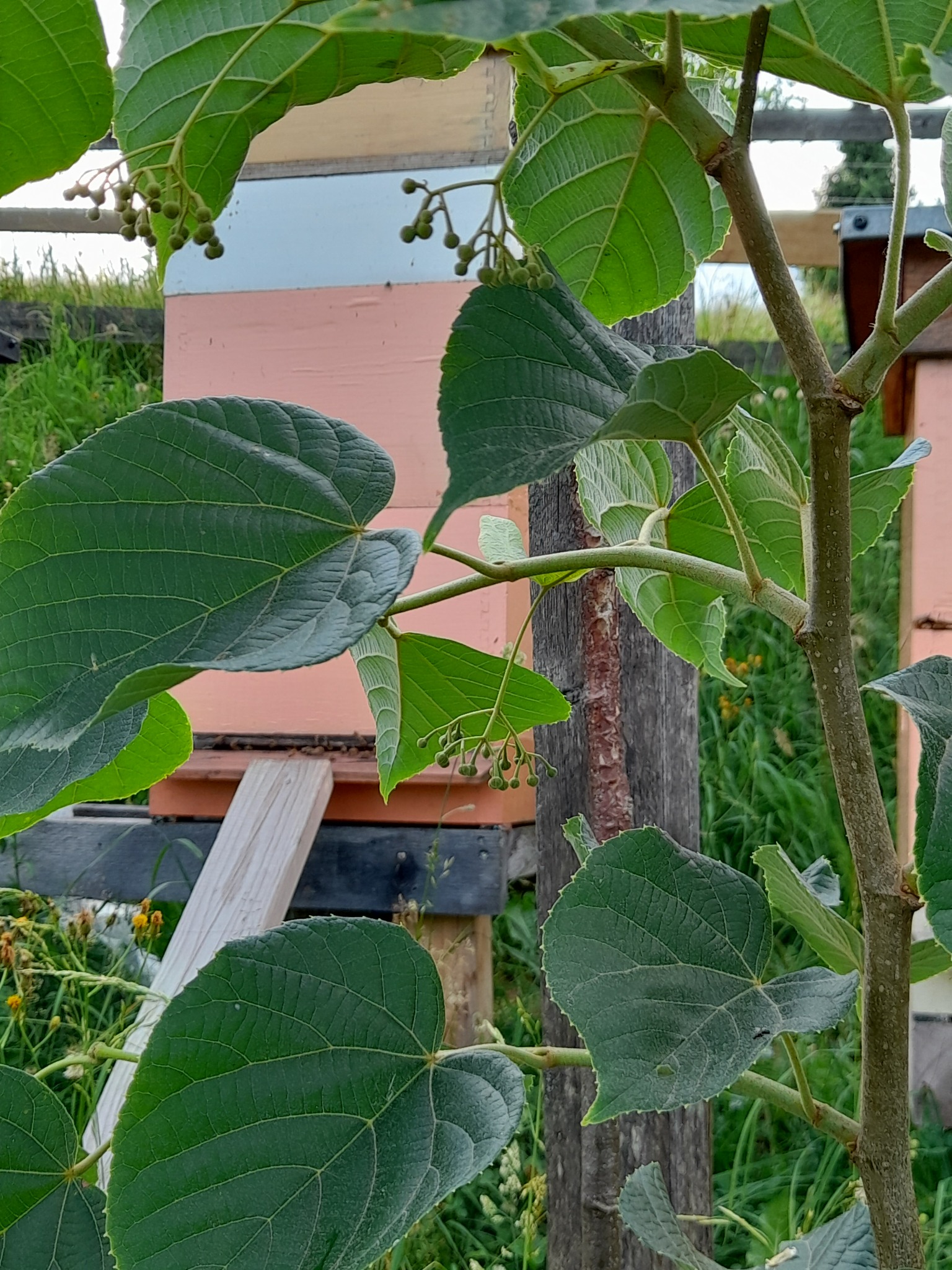 Ule w sadzie, widoczne przez liście drzewa, z bliska, w tle zielona trawa.