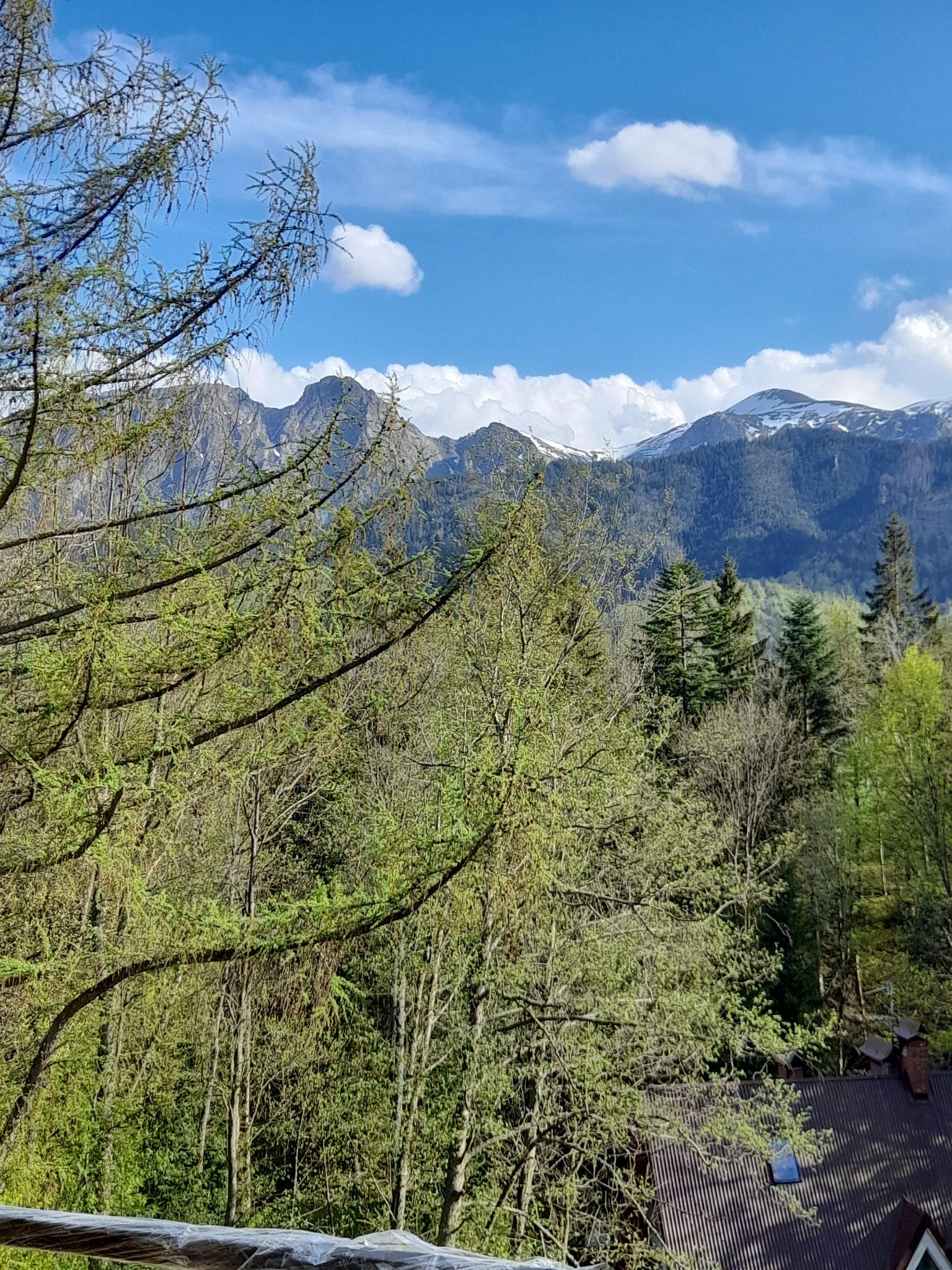 Pejzaż górski z widokiem na las i ośnieżone szczyty, sfotografowany zza gałęzi drzewa w słoneczny dzień.