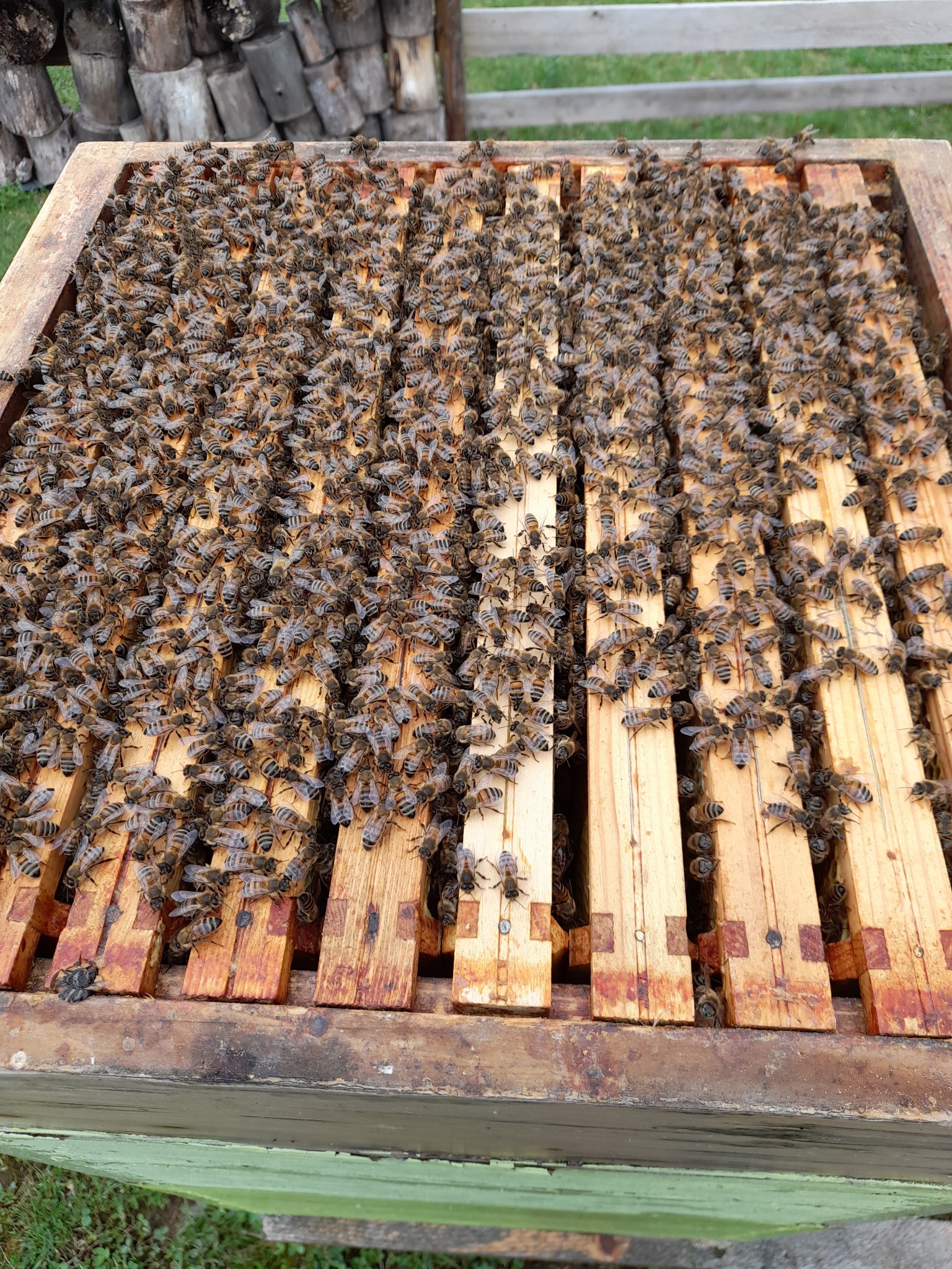 Rój pszczół na drewnianej ramce w ulu, widoczne pojedyncze pszczoły z bliska.